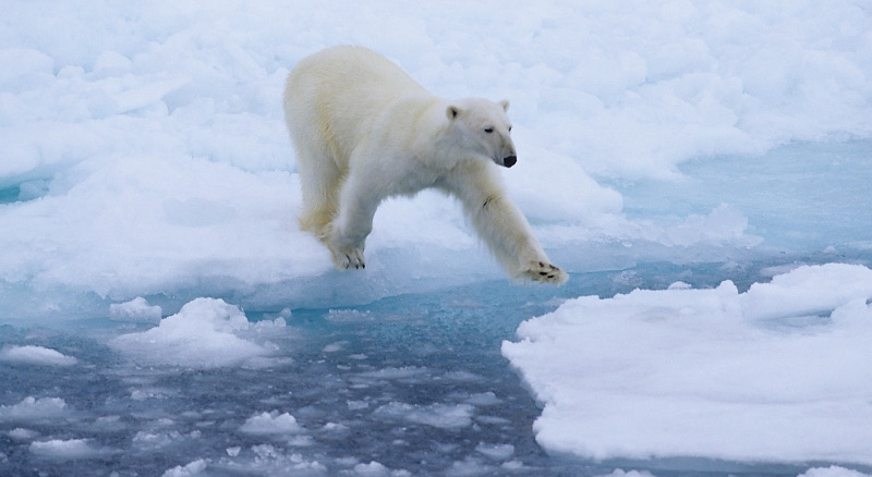 Polar bear leaping across the ice over water