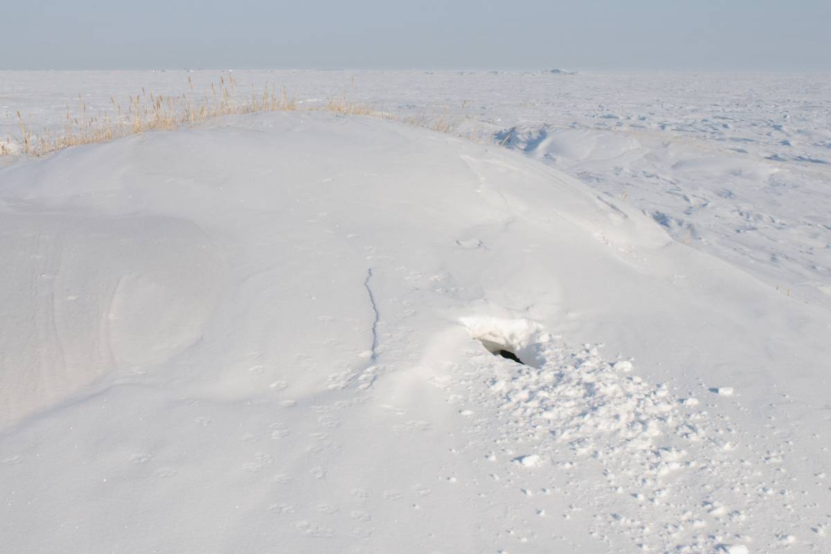 A hole in the snow where polar bears emerged from their hidden den