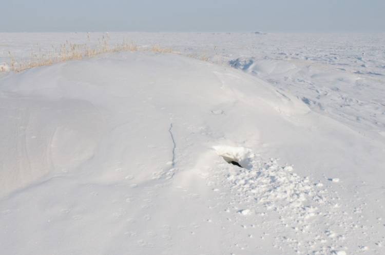 Polar bear den site showing the opening in the snow after the family has emerged