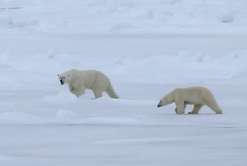 Female polar bear follows male after breeding