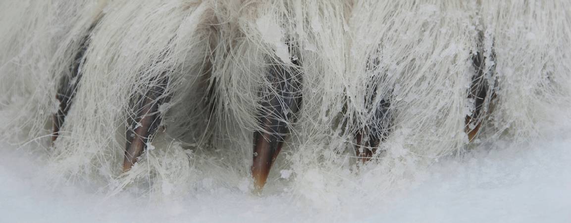 Polar bear claw