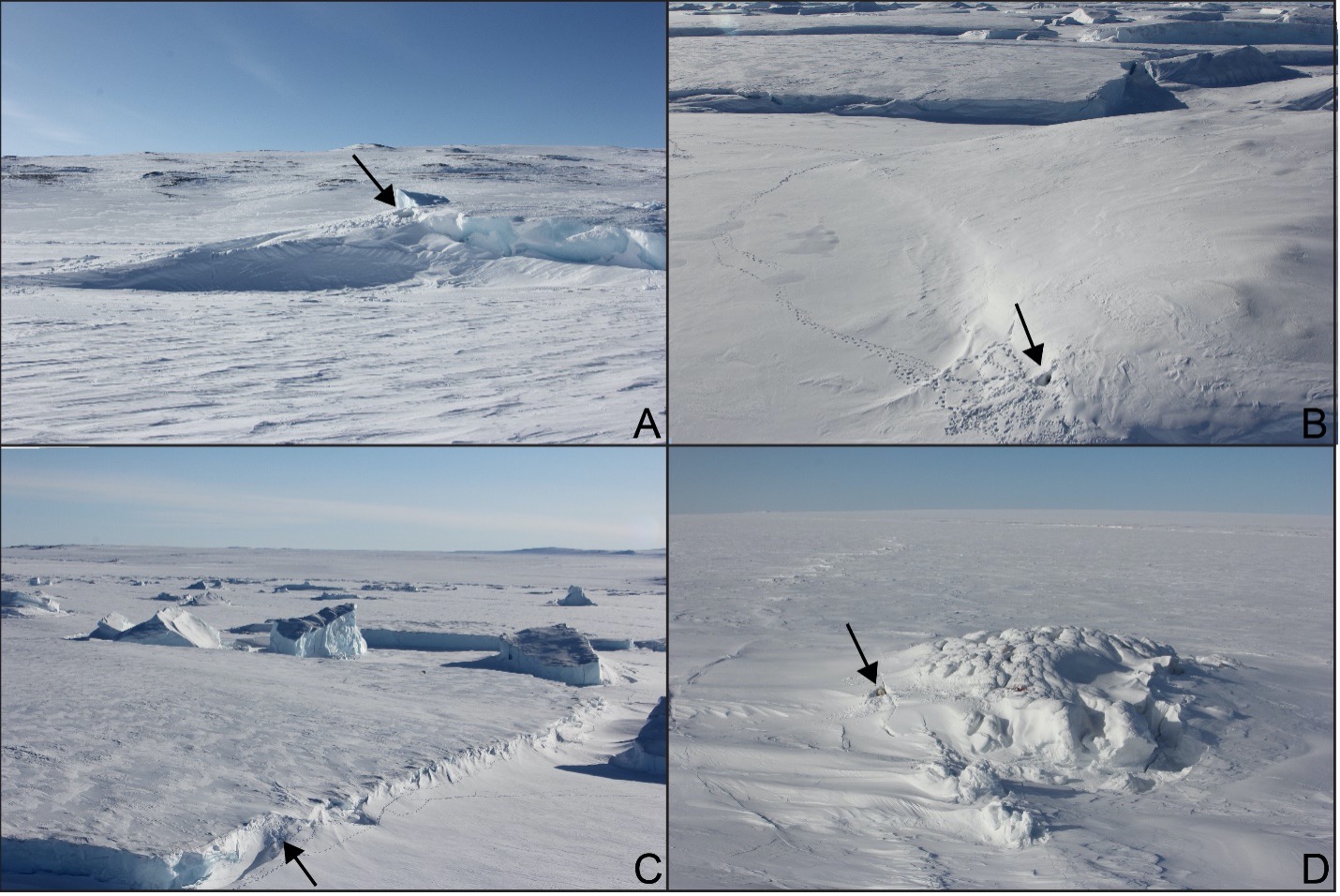 Maternity dens built in icebergs in Greenland