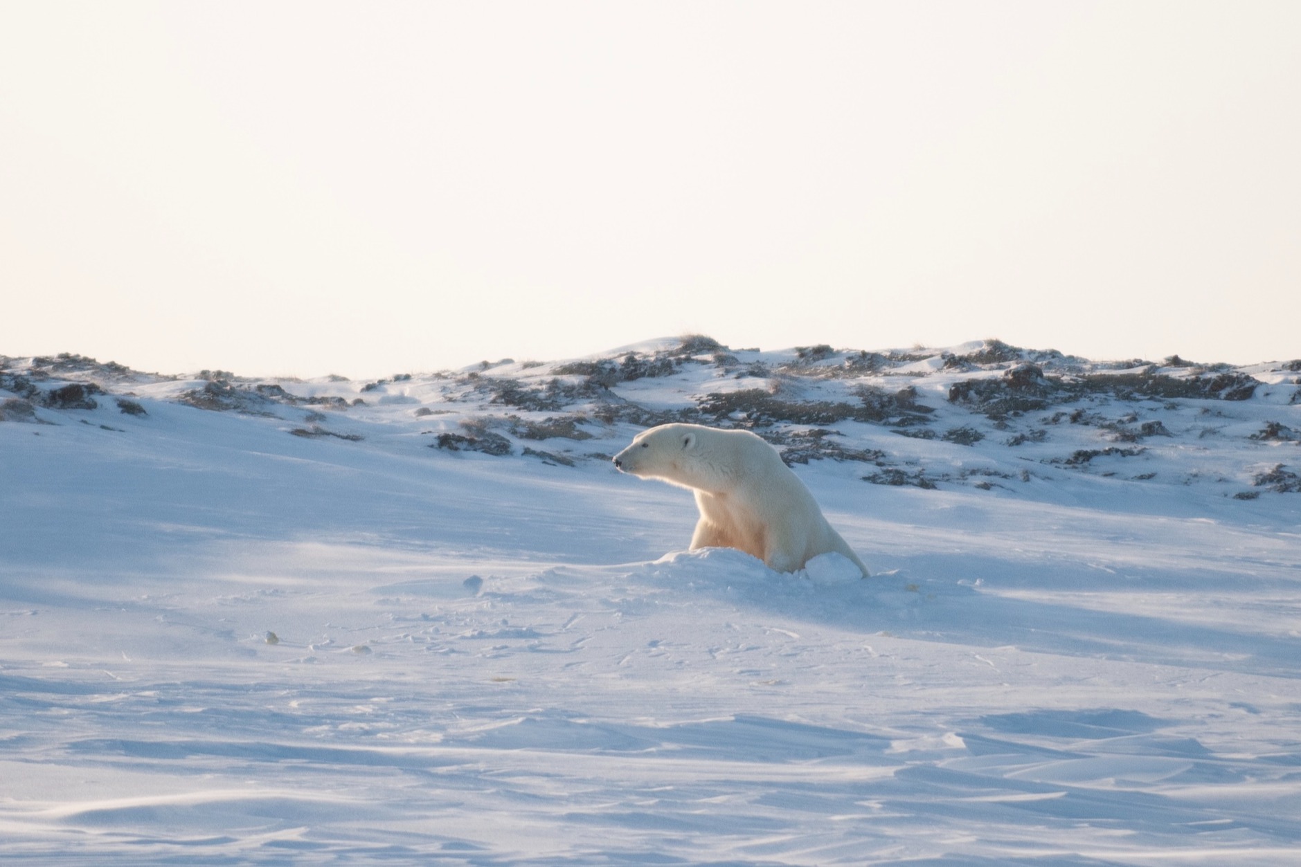 Female Polar Bear Mom Emerges Partway From a Den in Alaska