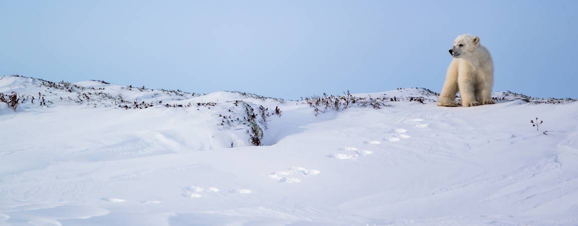 A polar bear stands on snow with tracks trailing