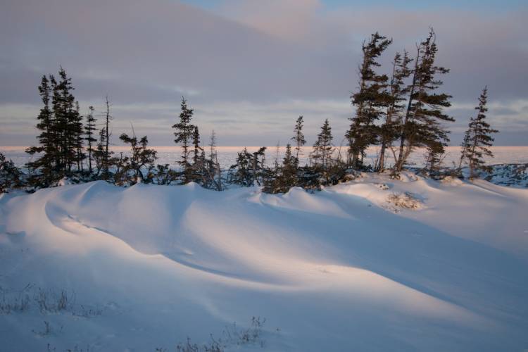 Trees in a snow drift in Churchill