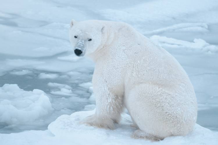 Polar bear sitting on sea ice, looking at camera
