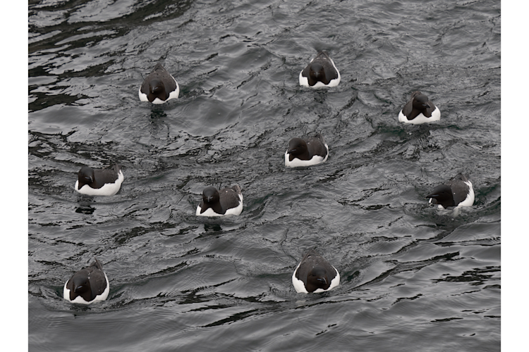 A flock of birds swimming across the open water in Svalbard