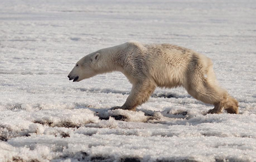 A polar bear on the Russian coast