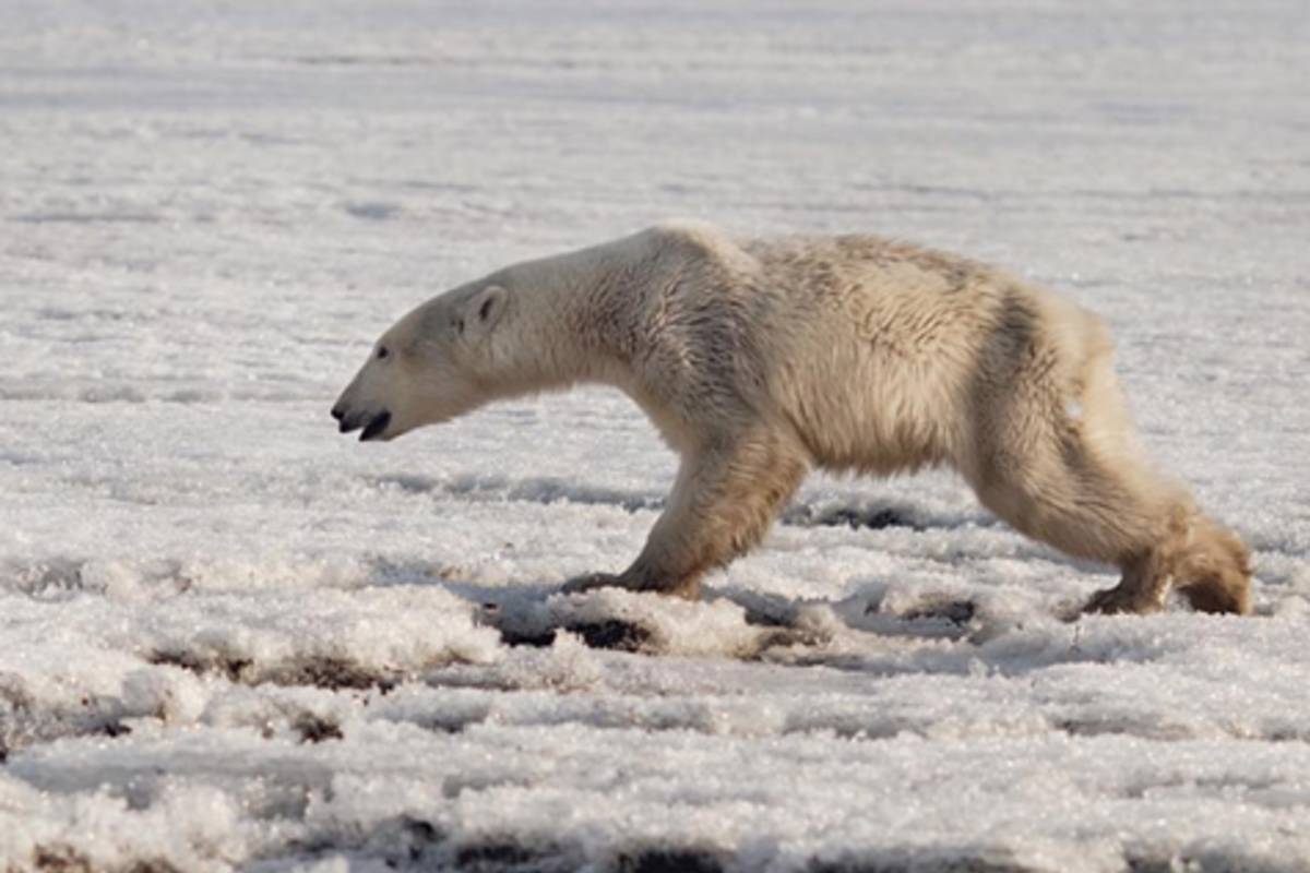 A polar bear on the Russian coast