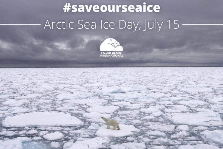 Polar bear on broken sea ice with text "Arctic Sea Ice Day, July 15th"