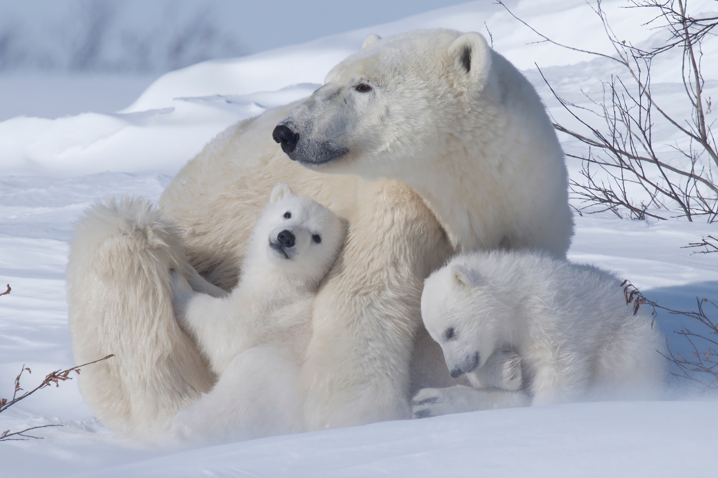 Polar bear mom snuggles with twin cubs fresh out of the den in Wapusk National Park