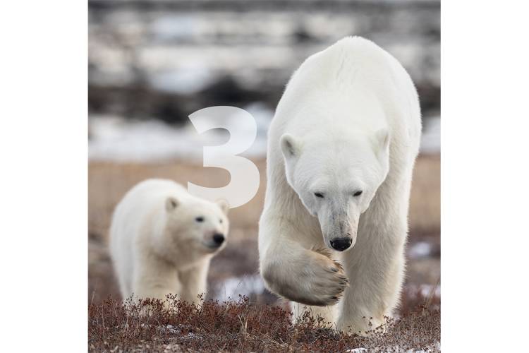 A mother polar bear and her cub