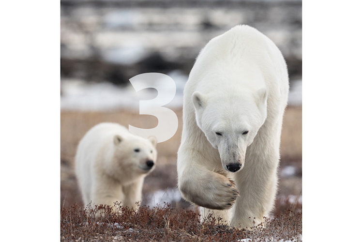 A mother polar bear and her cub
