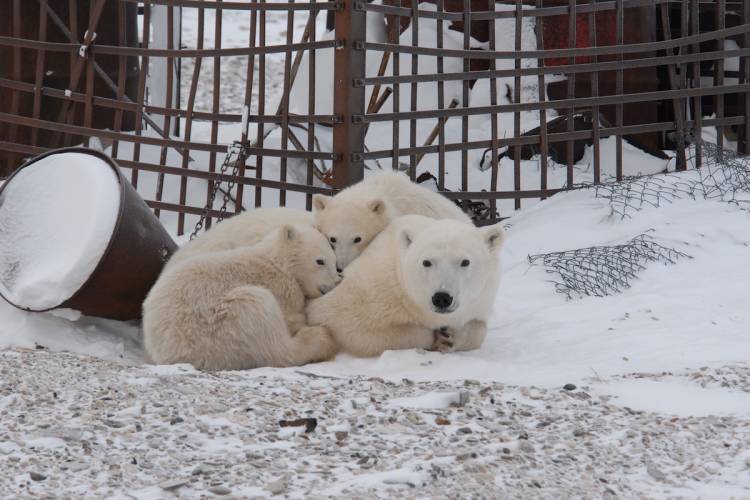 A polar bear mom and cubs sitting next to human infrastructure