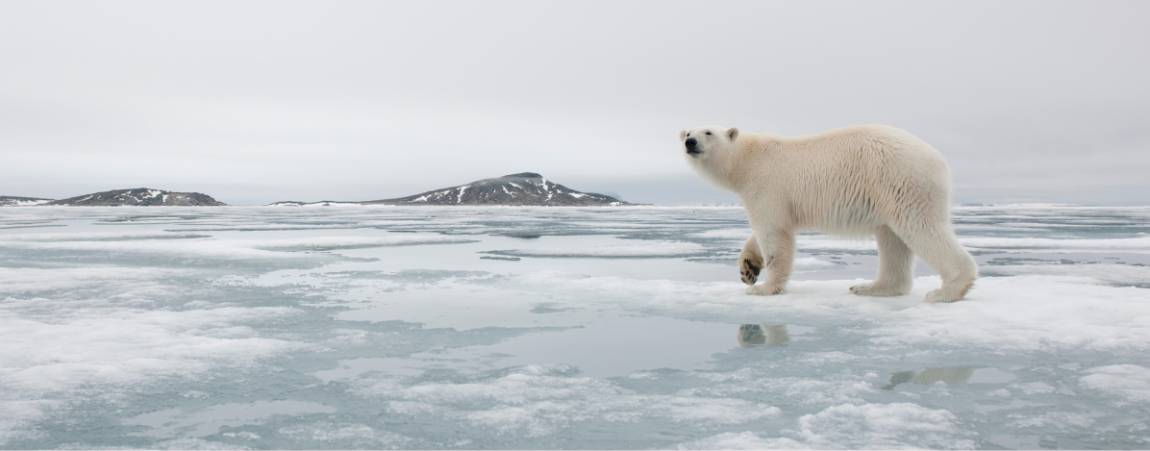 Polar bear walking on ice