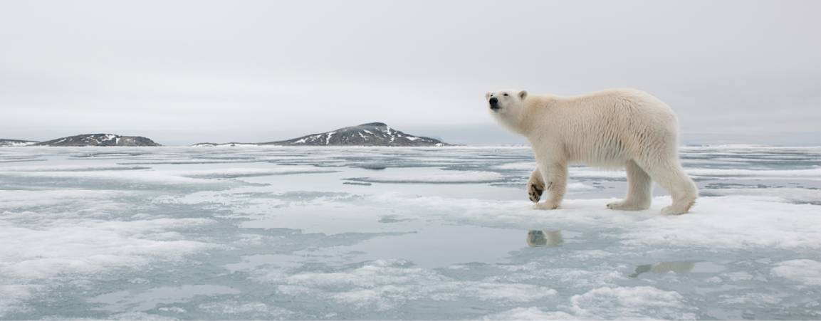 Polar bear walking on ice