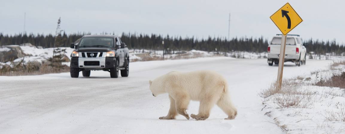 A polar bear walking on the road with cars driving by near Churchill, Manitoba