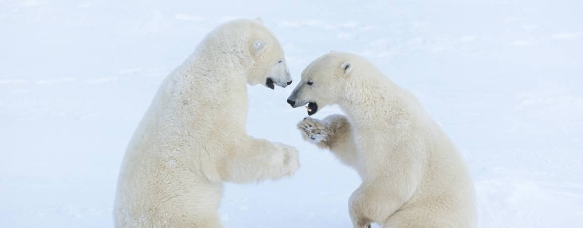 Two polar bears playfully fighting