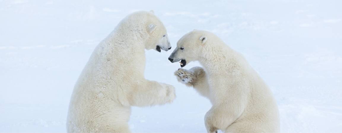 Two polar bears playfully fighting