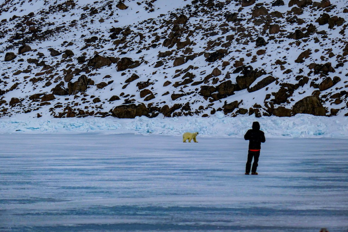 A polar bear gets close to camp to investigate