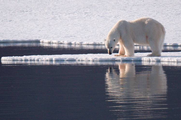 white bear research paper white bear research paper