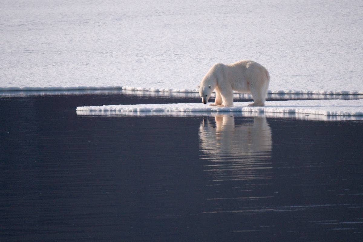 Polar bear on the edge of the sea ice, looking into open water in Svalbard