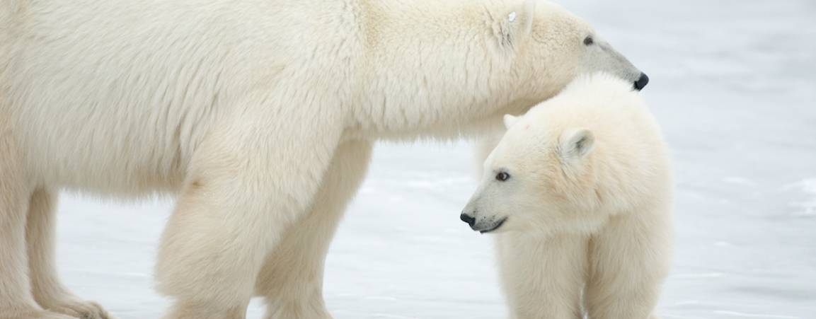 A mom and her polar bear cub on forming sea ice 
