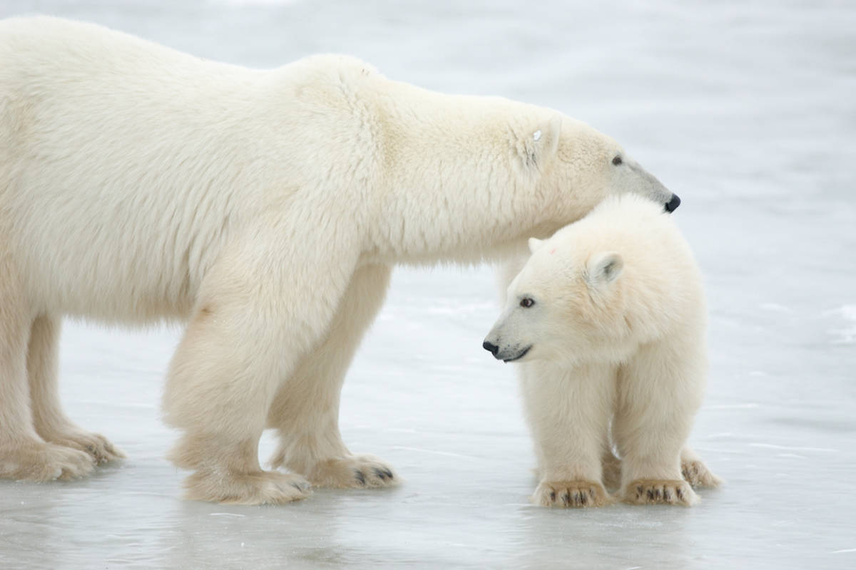 A mom and her polar bear cub on forming sea ice