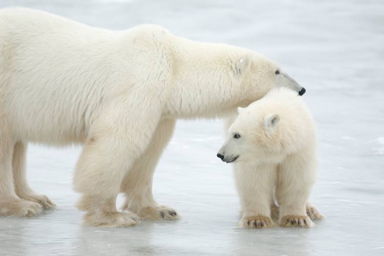 A mom and her polar bear cub on forming sea ice 