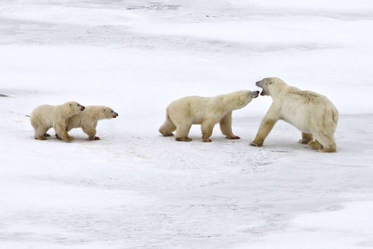 Polar Bear Mom and Twin Cubs Fight Male 