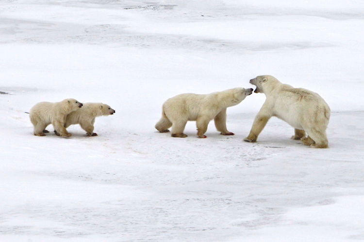 Polar Bear Mom and Twin Cubs Fight Male