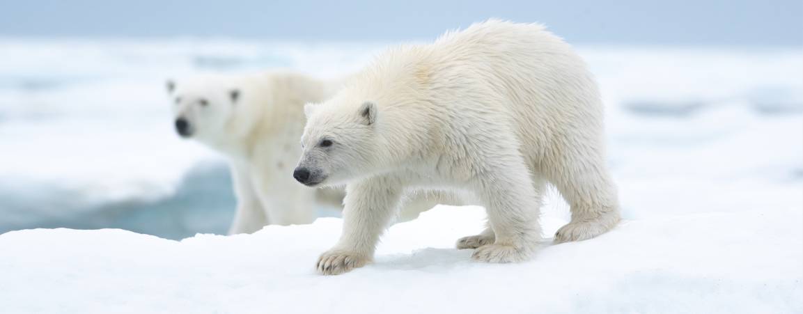 A small polar bear cub walks along the ice edge while mom looks on