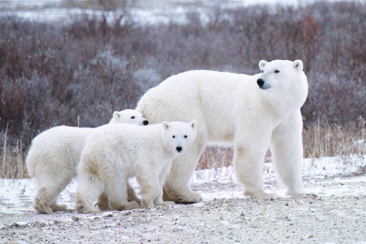 A mother polar bear and her twin cubs walk through the willows