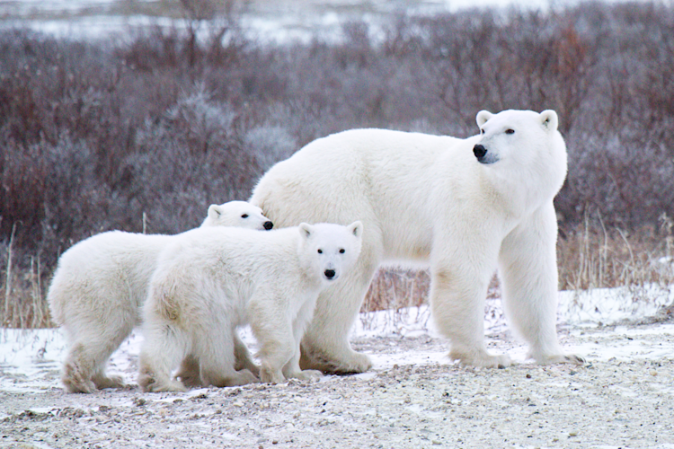A mother polar bear and her twin cubs walk through the willows