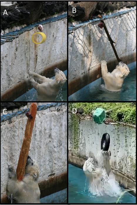 A polar bear using tools at Tennoji Zoological Gardens, Osaka, Japan