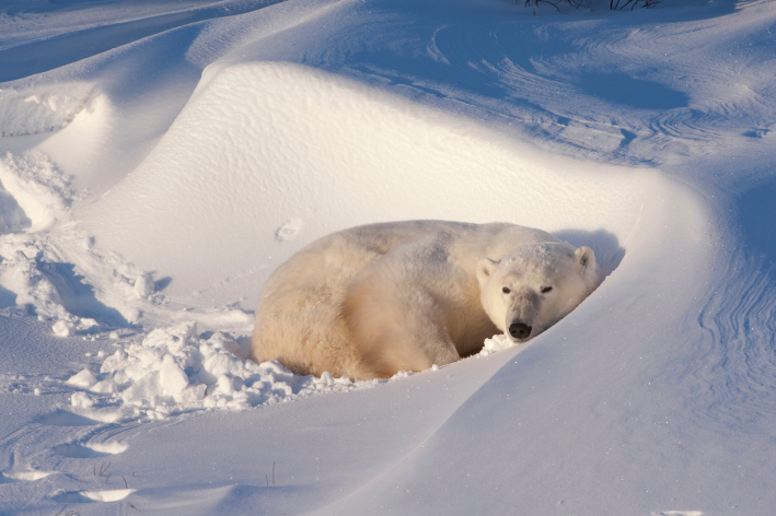 A polar bear laying in the snow. 