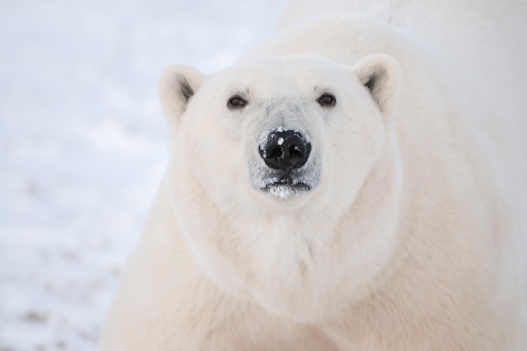 Close up of a polar bear's face