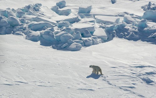 A polar bear walking across the white landscape