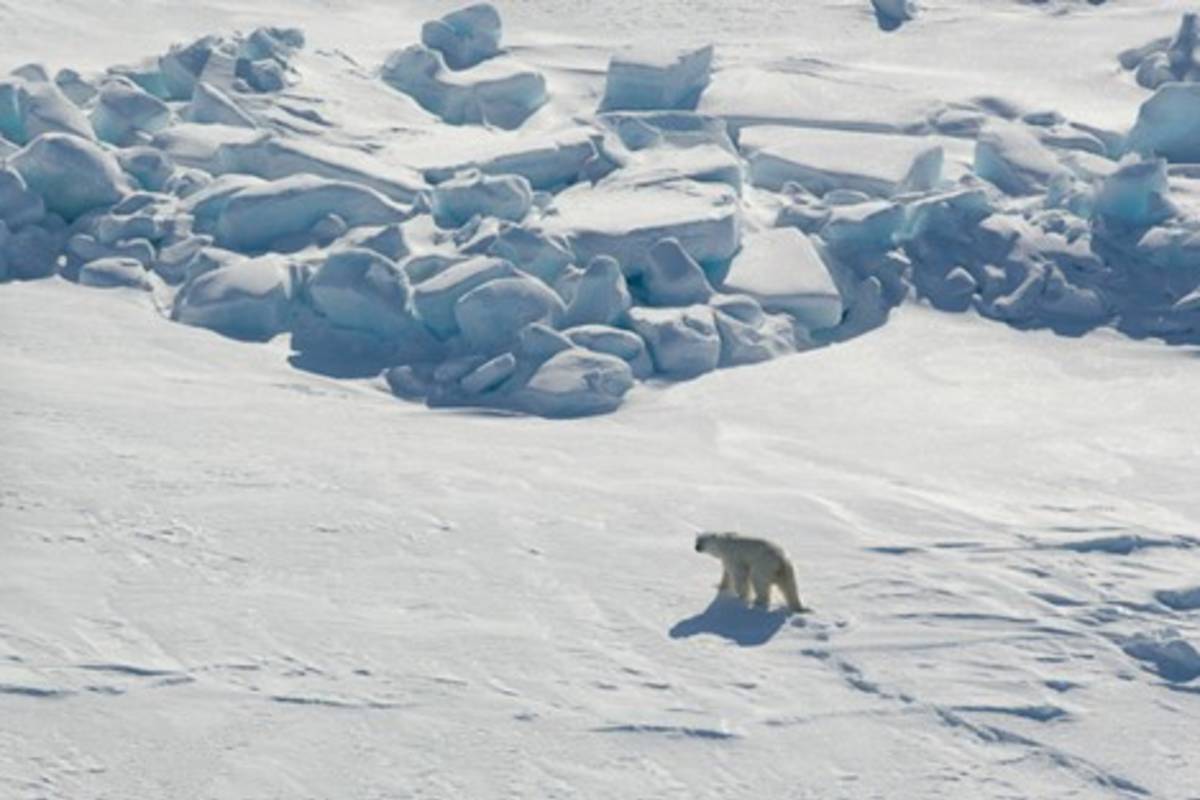 A polar bear walking across the white landscape