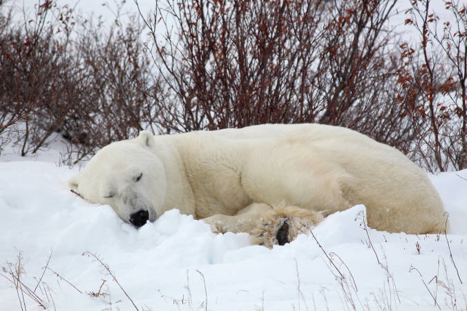 Sleeping polar bear in Wapusk National Park