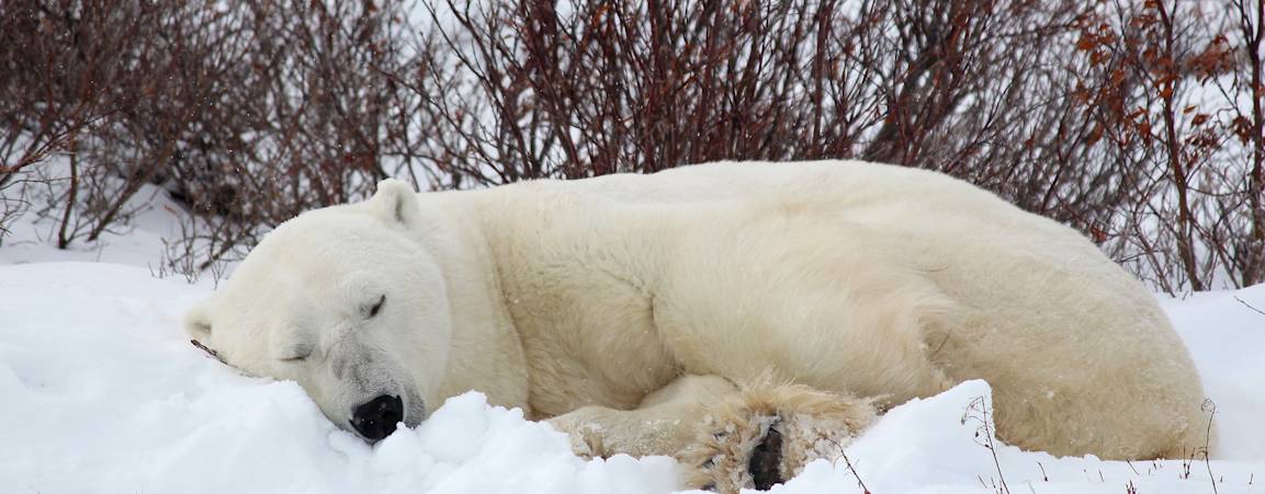 Sleeping polar bear in Wapusk National Park