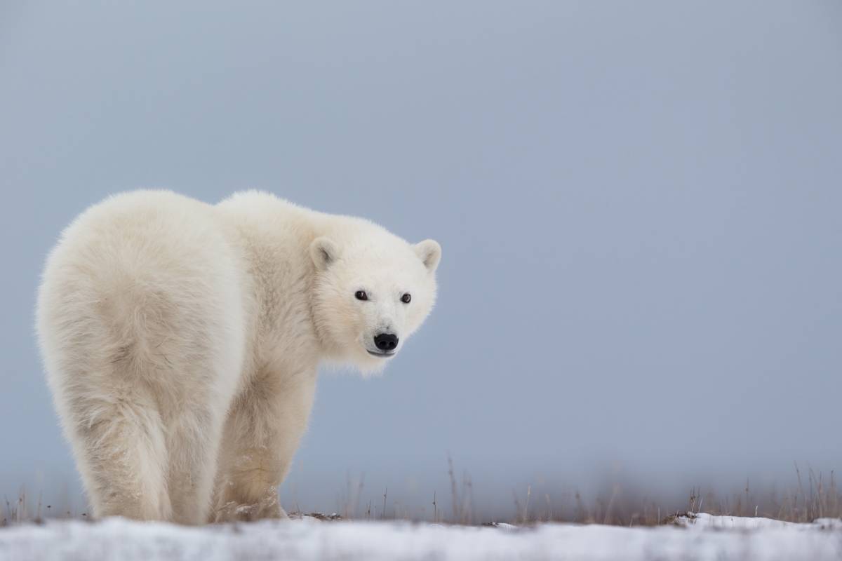 A polar bear stands on a remnant of sea ice