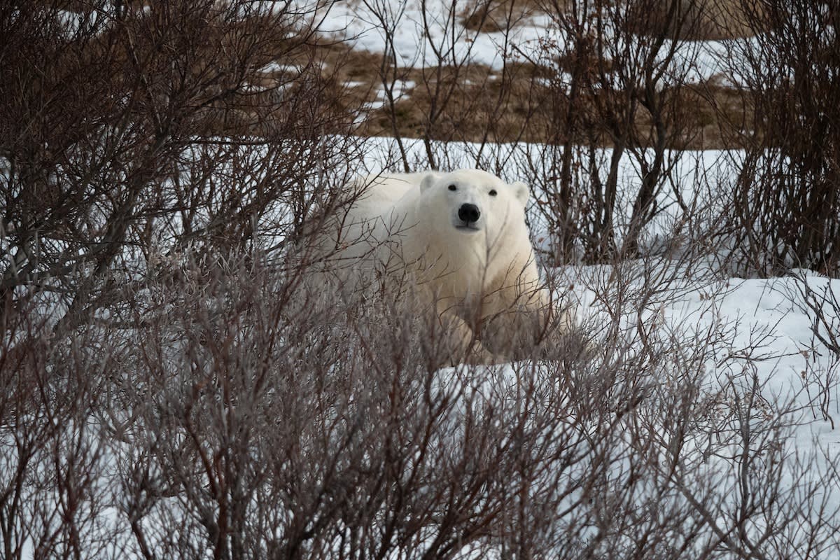 A large polar bear lying in the brush