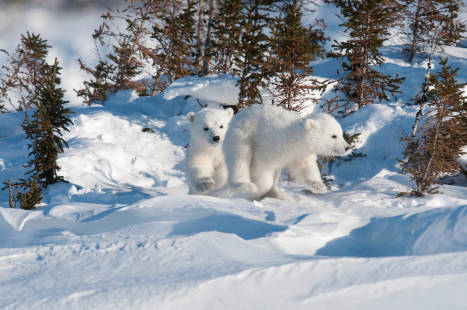 Polar bear cubs