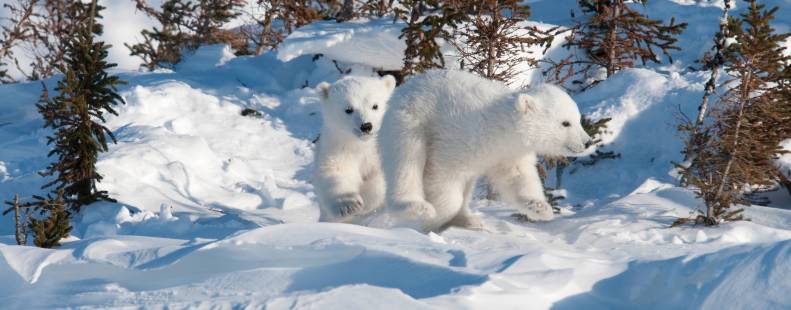 Polar bear cubs