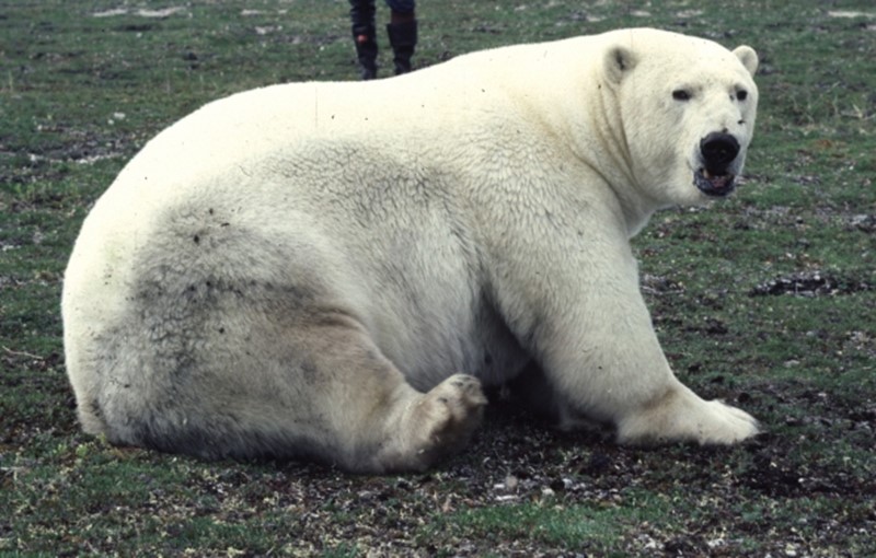 Pregnant female polar bear
