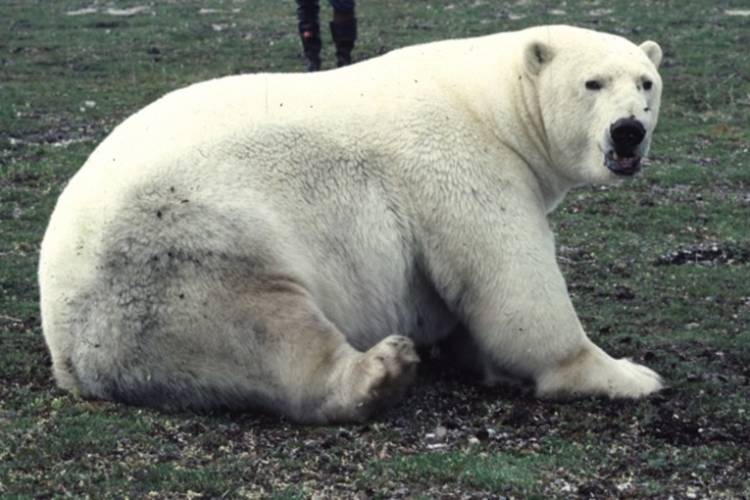 Pregnant female polar bear