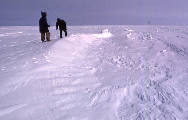 Example of a perfect snowdrift for concealing a ringed seal birth lair and protecting the occupant