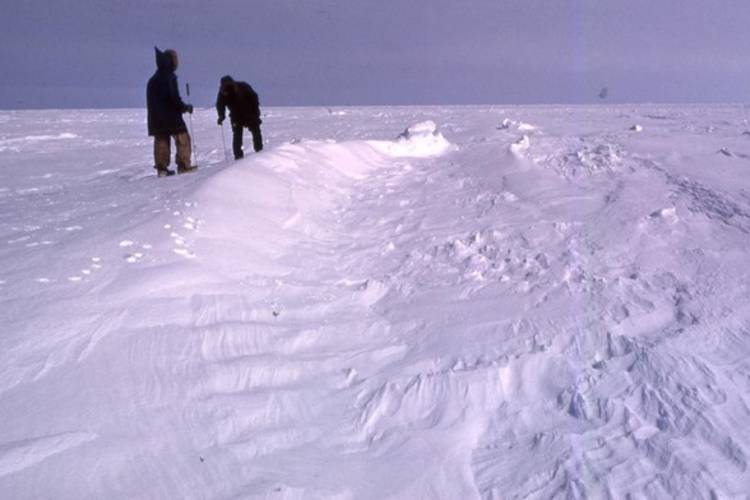 Example of a perfect snowdrift for concealing a ringed seal birth lair and protecting the occupant