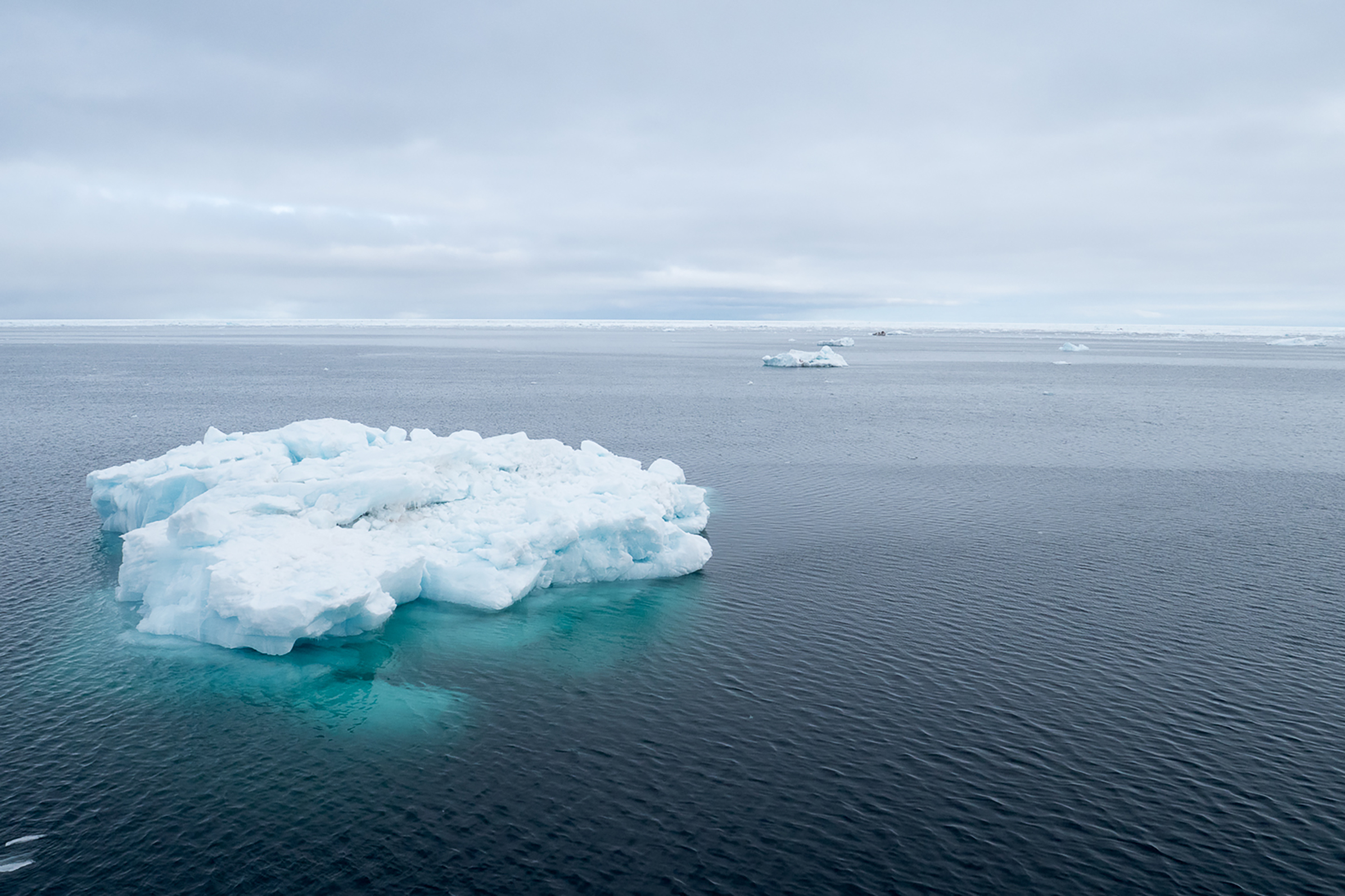 Polar bear on sea ice